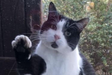 Vermisstmeldung Katze Männliche , 7 jahre Agde Frankreich