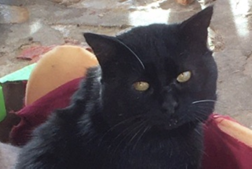 Vermisstmeldung Katze Männliche , 4 jahre Clermont-l'Hérault Frankreich Vermisstmeldung Katze Männliche , 4 jahre Clermont-l'Hérault Frankreich