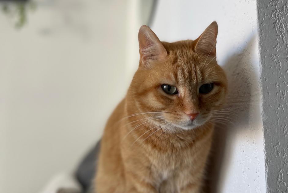 Disappearance alert Cat Male , 8 years Montpellier France Disappearance alert Cat Male , 8 years Montpellier France