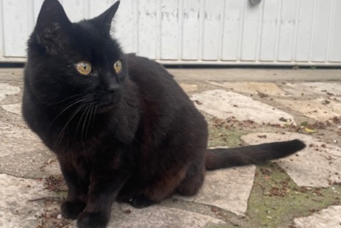Alerte Disparition Chat croisement Femelle , 12 ans Saint-Jean-de-Védas France