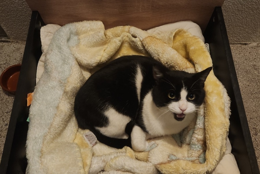 Alerte Découverte Chat Mâle , 5 ans Montpellier France