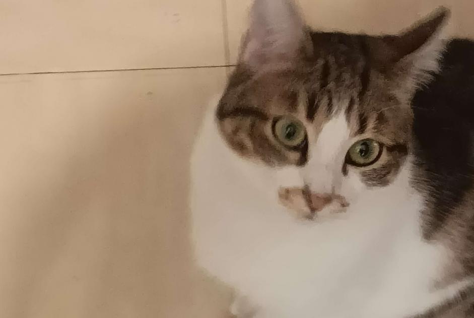 Verdwijningsalarm Kat Vrouwtje , 1 jaar Montpellier Frankrijk Verdwijningsalarm Kat Vrouwtje , 1 jaar Montpellier Frankrijk