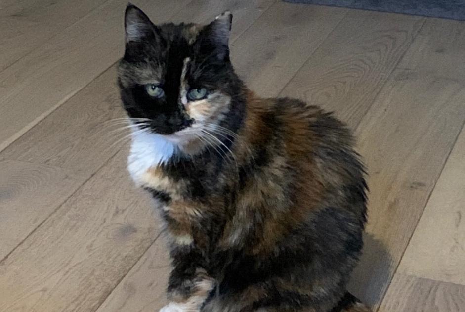 Alerta desaparecimento Gato  Fêmea , 13 anos Sète France