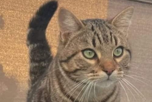 Alerta desaparecimento Gato Macho , 4 anos Sète France